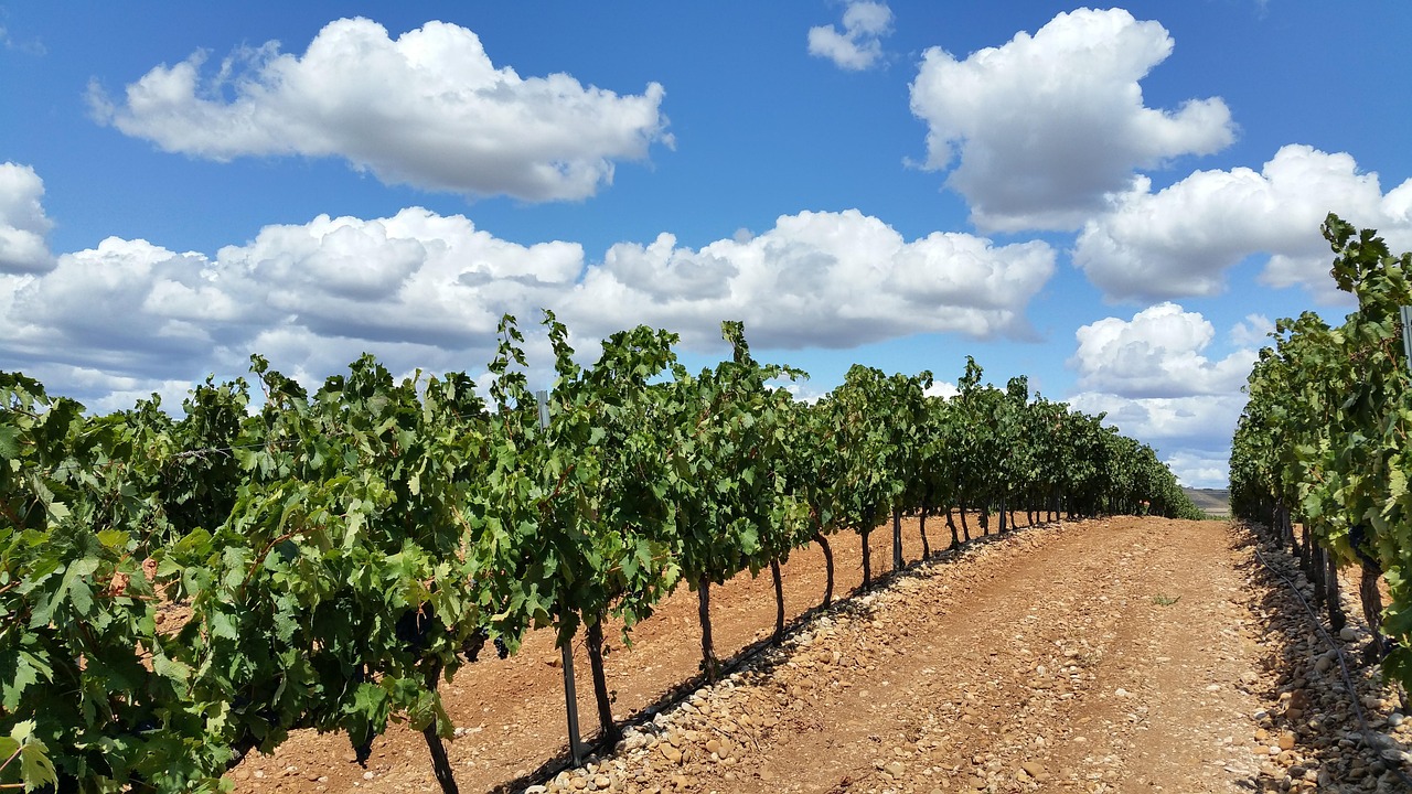 Viñedos en La Rioja
